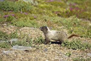 Hoary Marmot in subalpine meadows