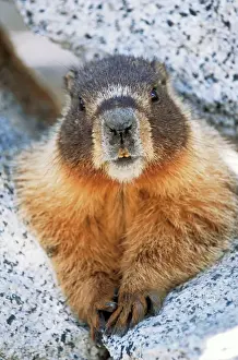 Marmots Prints: Hoary Marmot Yosemite National Park, California, USA