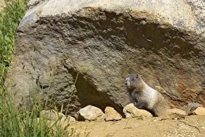 Images Dated 12th May 2006: Hoary Marmot - Young at burrow Mount Rainier National Park, Washington State, USA MA000254