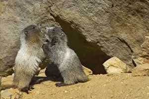 Wrestling Prints: Hoary Marmot - Young play-fighting outside burrow Mount Rainier National Park
