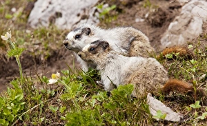 Two Hoary Marmots - above Chester Lake - Peter Lougheed Provincial Park near Kananaskis Two Hoary Marmots - above Chester Lake - Peter Lougheed Provincial Park near Kananaskis