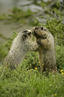 Images Dated 22nd July 2005: Hoary Marmots Wrestling - Found in Alaska south to Washington-northern Oregon and most of Montana