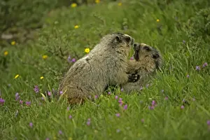 Hoary Marmots Wrestling - Found in Alaska south to Washington-northern Oregon and most of Montana and parts of Idaho - Lives on rocky mountain slopes and hillsides and in alpine meadows - Eats a variety of grasses-green plants