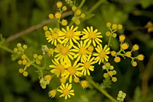 Ragworts Prints: Hoary Ragwort - in flower; Dorset