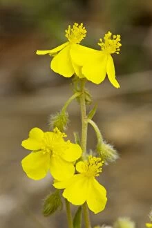 Images Dated 13th May 2008: Hoary rock-rose (Helianthemum canum) in flower, on limestone bank. Very rare in UK