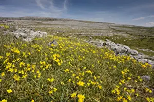 Floweriest Prints: Hoary Rockrose and Bird's Foot Trefoil on limestone pavement/grassland