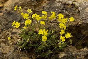 Images Dated 8th May 2007: Hoary Rockrose - in flower. Very rare in UK