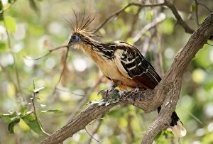 Images Dated 27th June 2006: Hoatzin