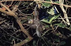 Clinging Prints: Hoatzin - chick hanging from branch, wing hook visible