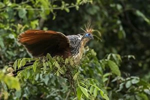 Images Dated 11th November 2016: Hoatzin, Los Llanos, Colombia