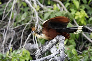 Images Dated 7th September 2006: Hoazin au bord du lac Sandoval. Perou. Amazonie