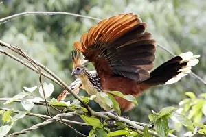 Hoazin au bord du lac Sandoval. Perou. Amazonie