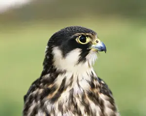 Hobby Prints: Hobby - close up of head