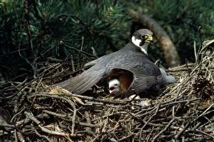 Images Dated 4th August 2011: Hobby - on nest with chick 