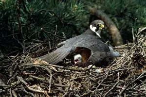 Hobby Prints: Hobby - on nest with chick 