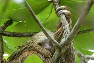 Images Dated 29th March 2006: hoffmann's Two-toed Sloth - Hanging from tree