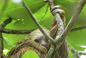 Hanging Prints: Hoffmann's Two-toed Sloth - during heavy rain Cahuita N. P. Costa Rica