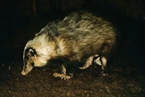 Images Dated 27th December 2006: Hog Badger