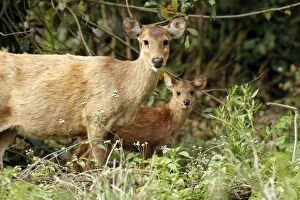 Images Dated 5th March 2011: Hog Deer