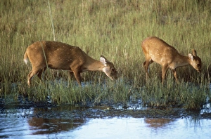 Images Dated 10th December 2010: Hog Deer