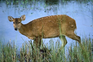 Images Dated 10th December 2010: Hog Deer