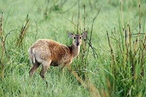 Hog Deer, Corbett National Park, India