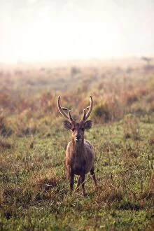 Images Dated 5th March 2011: Hog Deer - male