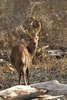 Images Dated 5th March 2011: Hog Deer- male
