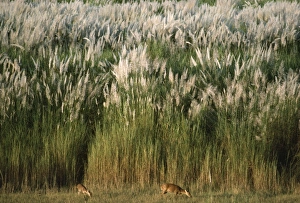 Images Dated 1st February 2007: Hog Deer Nepal