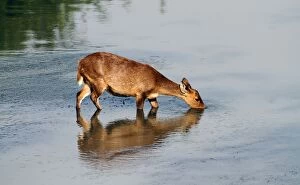 Hog Deer - in the river Brahamputra