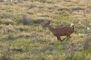 Images Dated 13th November 2010: Hog Deer - running