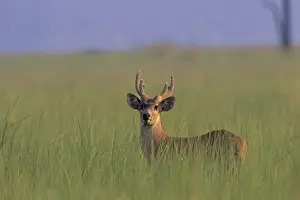 Hog Deer stag, Corbett National Park, India