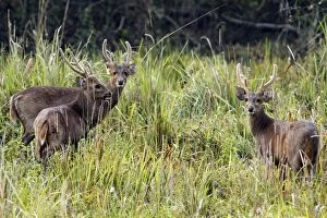 Images Dated 6th March 2011: Hog Deers