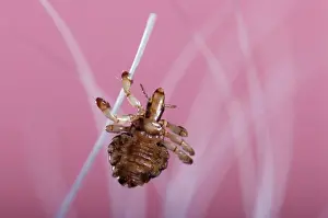 Hog Louse