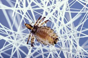 Hog Louse