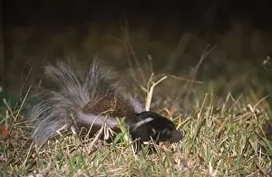 Hog-nosed Skunk