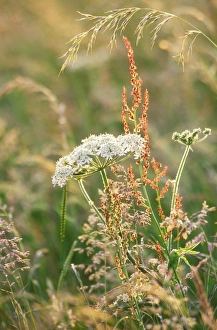 Images Dated 31st January 2011: Hogweed Plant ME 954 Heracleum sphondlium © Johan De Meester / ardea.com