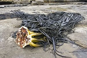 Images Dated 1st March 2007: Holdfast or stripe of large kelp washed up on beach. Curio Bay the Catlins, New Zealand