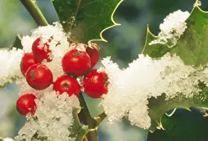 Holly ME 558 In snow with berries © Johan De Meester / ARDEA LONDON