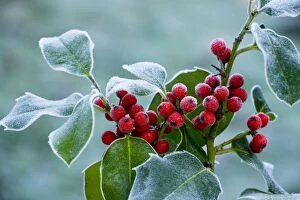 Images Dated 2nd January 2010: Holly Berries - covered with hoar frost, midwinter, Dorset
