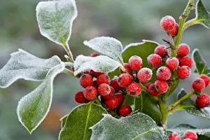 Festival Prints: Holly Berries - covered with hoar frost - midwinter - Dorset - UK