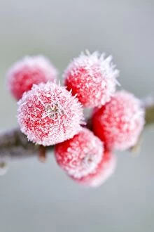 Aquifolium Gallery: Holly Berries - with covering of frost