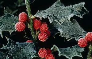 Holly berries with ice in winter