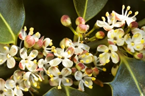 Images Dated 25th April 2007: Holly - in blossom