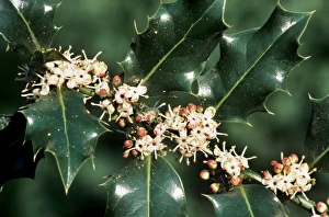 Images Dated 25th April 2007: Holly - in blossom