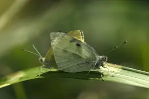 Whites Prints: Holly Blue Butterflies - On leafThe Holly Blue butterfly is a woodland species also common to gardens