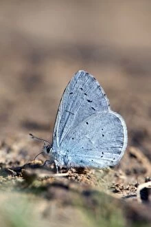 Images Dated 26th May 2012: Holly Blue Butterfly - Spain