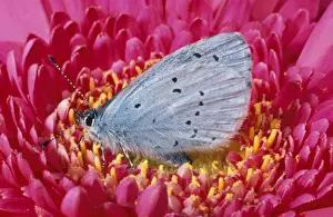 Blues Prints: Holly Blue Butterfly UK