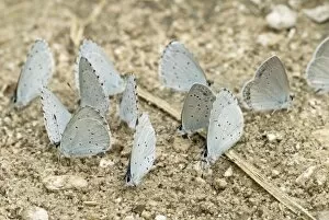 Images Dated 26th June 2008: Holly Blues with one Short-tailed Blue Butterfly (Everes argiades) - Taking minerals from ground