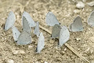 Blues Prints: Holly Blues with one Short tailed Blue Butterfly (Everes argiades)